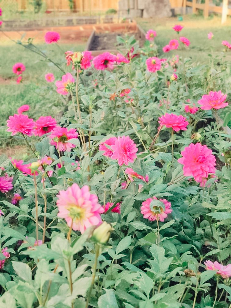 Are Dahlias Perennials?