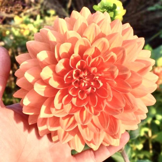 Are Dahlias Perennials?